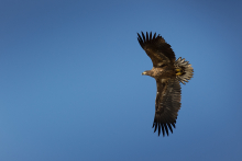 Seeadler_September