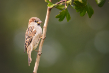 Spatz_September