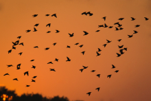 Stare_Sonnenuntergang