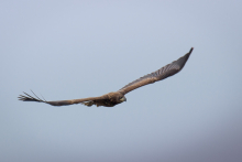 Seeadler_September_2