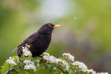 Amsel-Juni
