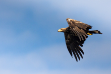 Seeadler August