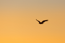 Seeadler-Juni1