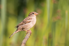 Spatz-Juni