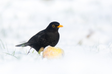 Amsel 1 - Januar