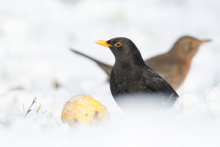 Amsel 2 - Januar