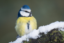 Blaumeise - Januar