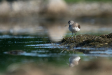 Waldwasserläufer-Juli1