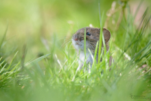 Rötelmaus - April 1