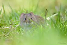 Rötelmaus - April 2