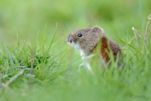 Rötelmaus - April 3