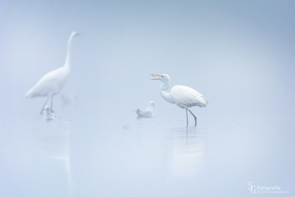 Silberreiher-Nebel2