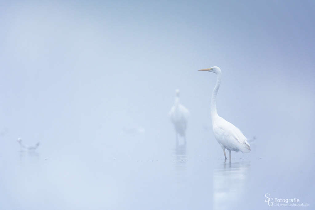 Silberreiher-Nebel1