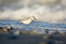 Sanderling-November 3
