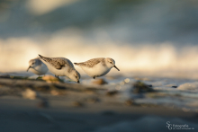 Sanderling-November 4