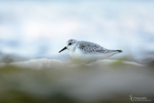 Sanderling-November 2