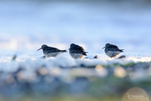Meerstrandläufer-November 3