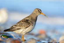 Meerstrandläufer-November 2