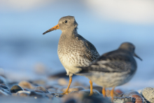 Meerstrandläufer-November 1