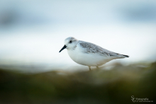 Sanderling-November 1