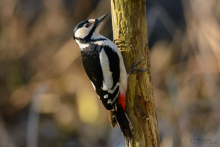BuntspechtWeibchen März -1