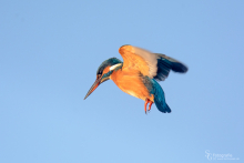 Eisvogel-November2