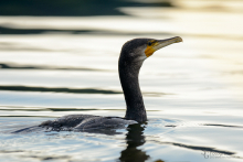 Kormoran 4