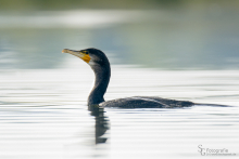 Kormoran 5