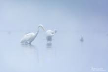 Silberreiher-Nebel7