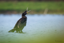 Kormoran 1