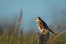 Turmfalke 1