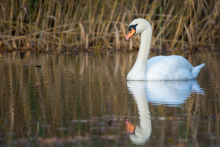 Höckerschwan 2