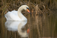 Höckerschwan 3