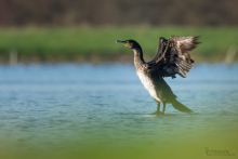 Kormoran 2