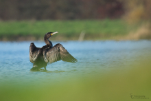 Kormoran 3