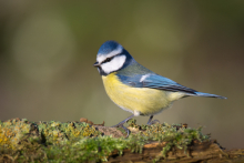 Blaumeise 1