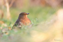 Amsel 1
