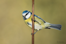 Blaumeise 3