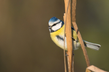 Blaumeise 4