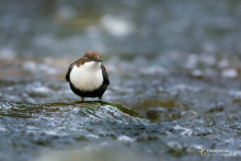 Wasseramsel-Nov4