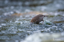 Wasseramsel-Nov3