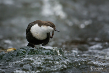 Wasseramsel-Nov2
