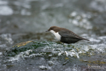 Wasseramsel-Nov1