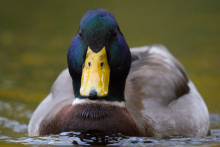 Stockente-Nov1