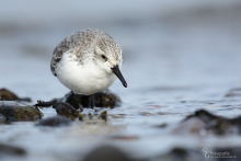 sanderling-mar2