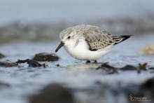 sanderling-mar3