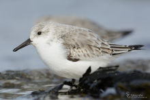 sanderling-mar1