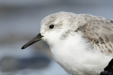 sanderling-mar5