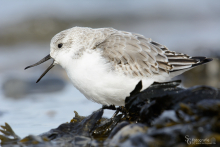 sanderling-mar6