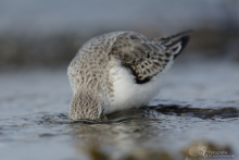 sanderling-mar4
